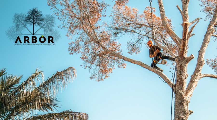 Arbor Jardinería
